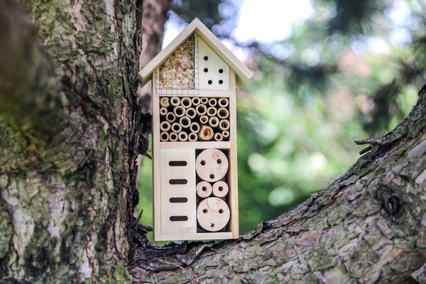 Écologie : N’installez pas un hôtel à insecte chez vous, voici pourquoi