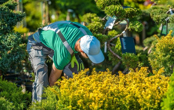 Quelles sont les astuces pour un paysage à faible entretien grâce à un paysagiste ?