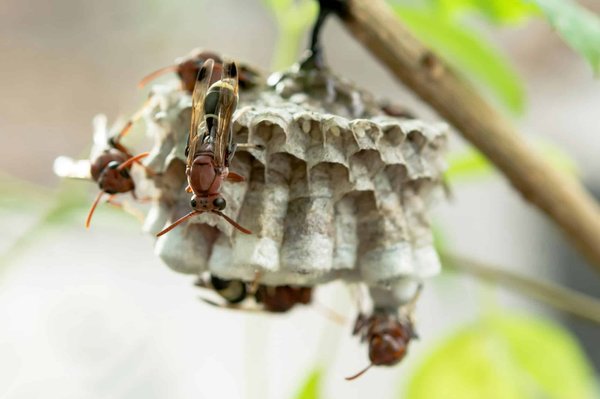 Comprendre et traiter les nids de frelons de manière sûre